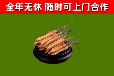 泰宁县回收冬虫夏草