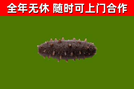 泰宁县回收海参干